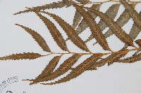 蘭嶼鐵角蕨藏品圖，第5張