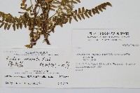 陵齒蕨、鱗始蕨藏品圖，第2張