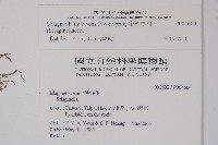 異葉卷柏藏品圖，第2張