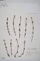 登錄號:P004601藏品圖，第1張