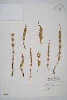 登錄號:P004602藏品圖，第1張