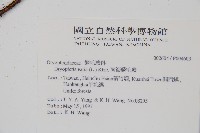 南海鱗毛蕨藏品圖，第2張