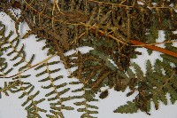 姬蕨藏品圖，第4張