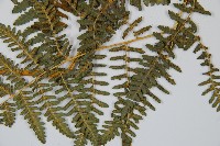 姬蕨藏品圖，第5張