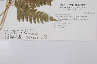 臺東鱗毛蕨藏品圖，第2張