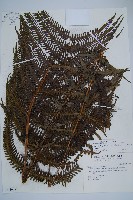 斜葉金星蕨藏品圖，第1張