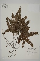 扇葉鐵線蕨藏品圖，第1張