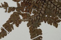 扇葉鐵線蕨藏品圖，第3張