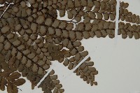 扇葉鐵線蕨藏品圖，第4張
