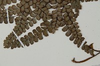 扇葉鐵線蕨藏品圖，第5張