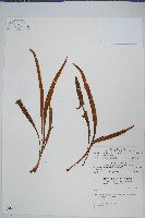 玉山石葦藏品圖，第1張