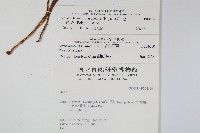 玉山石葦藏品圖，第2張