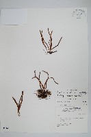 擬芨瓦葦藏品圖，第1張