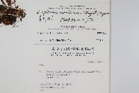 擬芨瓦葦藏品圖，第2張