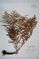 達邊蕨藏品圖，第1張