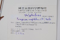 頂芽新月蕨藏品圖，第2張