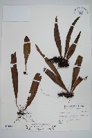 星蕨藏品圖，第1張