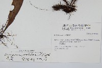 星蕨藏品圖，第2張