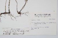 單葉雙蓋蕨藏品圖，第2張