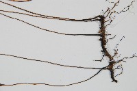 單葉雙蓋蕨藏品圖，第3張