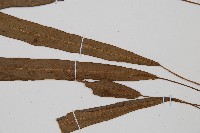 單葉雙蓋蕨藏品圖，第4張