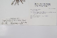 菲律賓厚葉蕨藏品圖，第1張