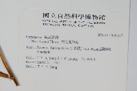 傅氏鳳尾蕨藏品圖，第2張