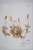 偉氏石松藏品圖，第1張