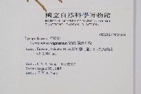 偉氏石松藏品圖，第2張