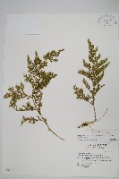 密葉卷柏藏品圖，第1張