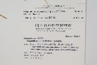 密葉卷柏藏品圖，第2張