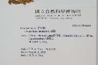 石松藏品圖，第2張