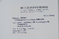 臺灣車前蕨藏品圖，第2張