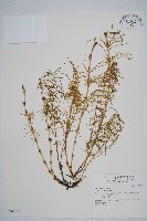 林下木賊藏品圖，第1張