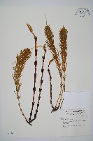 問荊藏品圖，第1張