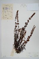 細葉碎米蕨藏品圖，第1張