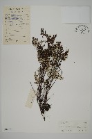 登錄號:P004628藏品圖，第1張