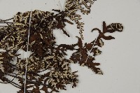 登錄號:P004628藏品圖，第3張