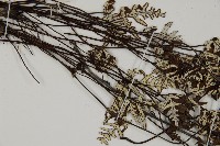 登錄號:P004628藏品圖，第4張