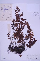 石生鐵角蕨藏品圖，第1張