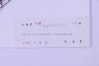 石生鐵角蕨藏品圖，第2張