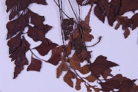 石生鐵角蕨藏品圖，第3張