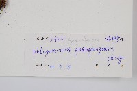 登錄號:P004630藏品圖，第2張