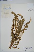 網脈鱗始蕨藏品圖，第1張