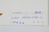 網脈鱗始蕨藏品圖，第2張