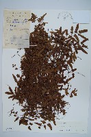 小葉海金沙藏品圖，第1張