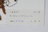 小葉海金沙藏品圖，第2張