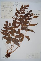 貫眾蕨藏品圖，第1張