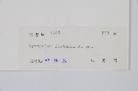 貫眾蕨藏品圖，第2張