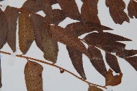 貫眾蕨藏品圖，第3張